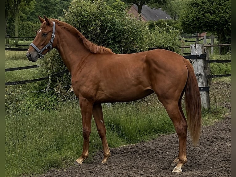 Deutsches Reitpferd Stute 2 Jahre 169 cm Fuchs in Rheine