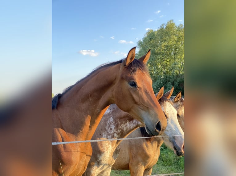 Deutsches Reitpferd Stute 2 Jahre 170 cm Brauner in Ihlienworth