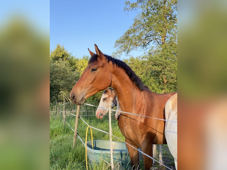 Deutsches Reitpferd Stute 2 Jahre 170 cm Brauner in Ihlienworth