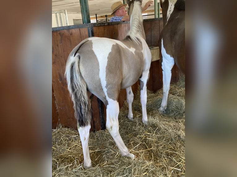 Deutsches Reitpferd Stute 2 Jahre 170 cm Schecke in Weiskirchen