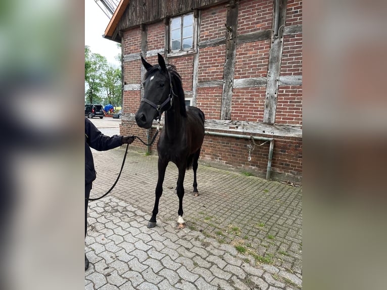 Deutsches Reitpferd Stute 2 Jahre 170 cm Schwarzbrauner in Rietberg