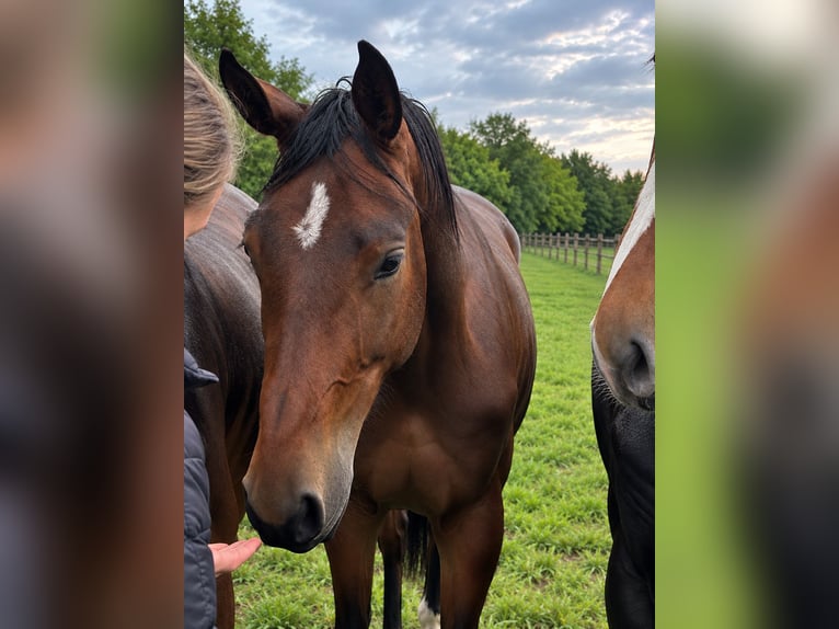 Deutsches Reitpferd Stute 2 Jahre 175 cm Brauner in Ostbevern