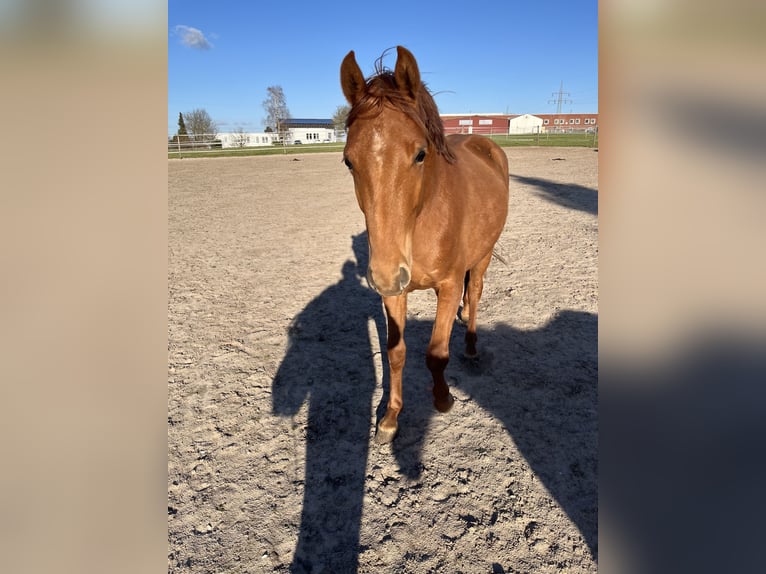 Deutsches Reitpferd Stute 2 Jahre Fuchs in Bassum