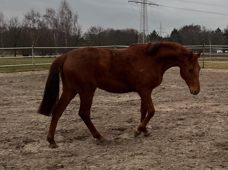 Deutsches Reitpferd Stute 2 Jahre Fuchs in Bassum