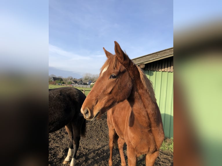 Deutsches Reitpferd Stute 2 Jahre Fuchs in Rheine