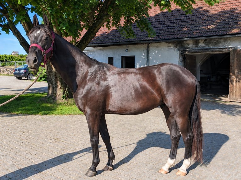 Deutsches Reitpferd Stute 2 Jahre Rappe in Wiesenfelden