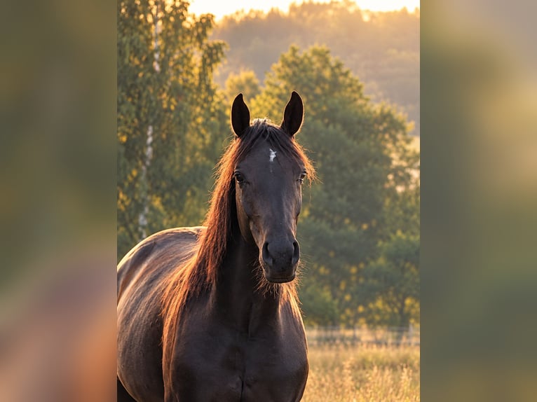 Deutsches Reitpferd Stute 2 Jahre Rappe in Wiesenfelden