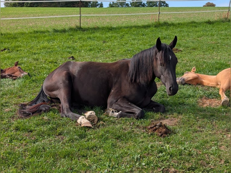 Deutsches Reitpferd Stute 2 Jahre Rappe in Wiesenfelden