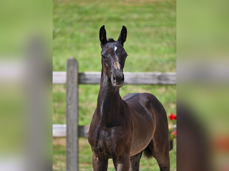 Deutsches Reitpferd Stute 2 Jahre Rappe in Wiesenfelden