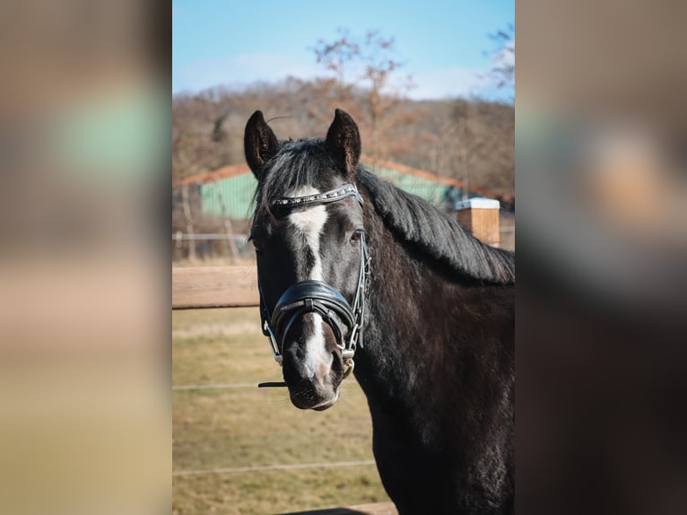 Deutsches Reitpferd Stute 3 Jahre 140 cm Rappe in Stadtilm