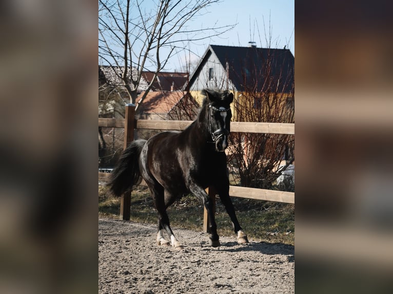 Deutsches Reitpferd Stute 3 Jahre 140 cm Rappe in Stadtilm