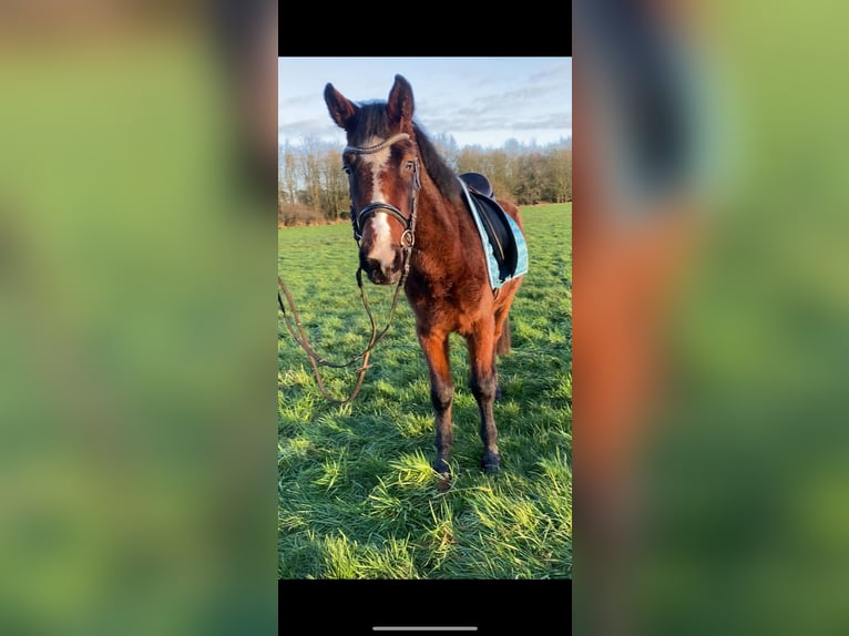 Deutsches Reitpferd Stute 3 Jahre 145 cm Brauner in Dersum