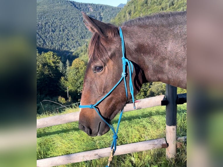Deutsches Reitpferd Mix Stute 3 Jahre 145 cm  in Mondsee