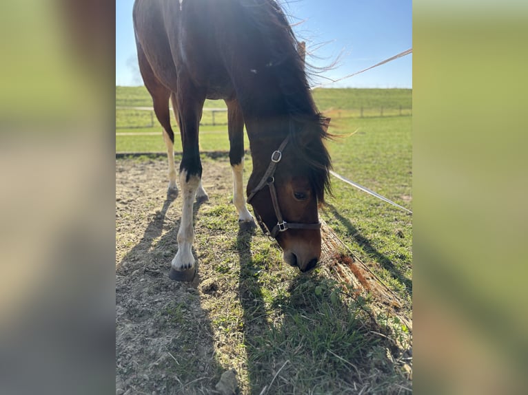 Deutsches Reitpferd Stute 3 Jahre 152 cm Schecke in Kalkar