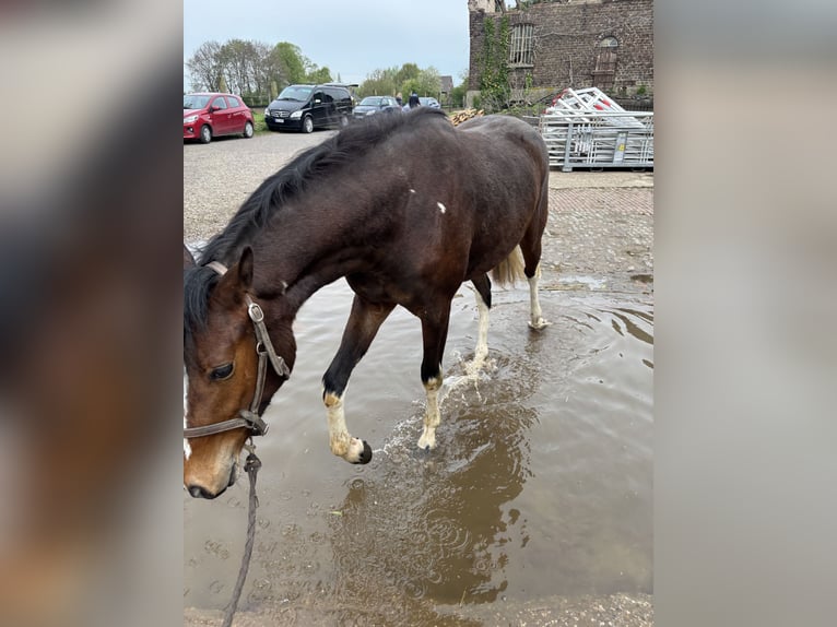 Deutsches Reitpferd Stute 3 Jahre 152 cm Schecke in Kalkar