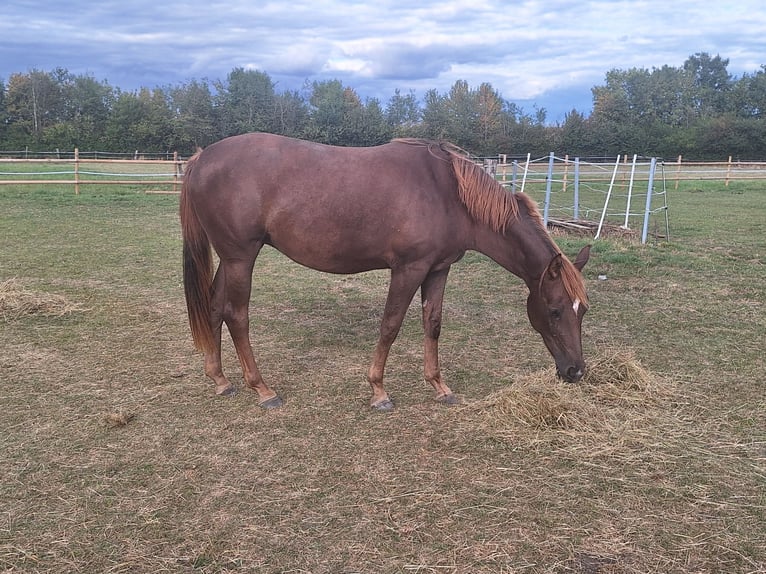 Deutsches Reitpferd Stute 3 Jahre 153 cm Fuchs in Ascheberg