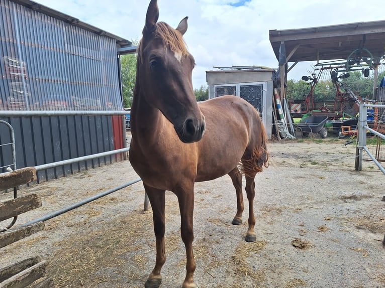 Deutsches Reitpferd Stute 3 Jahre 153 cm Fuchs in Ascheberg