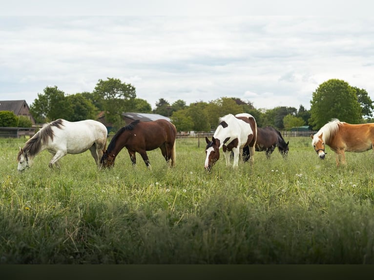 Deutsches Reitpferd Stute 3 Jahre 153 cm Tobiano-alle-Farben in Kalkar