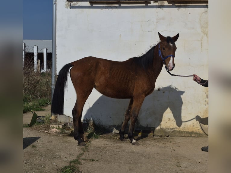 Deutsches Reitpferd Mix Stute 3 Jahre 155 cm Brauner in Colditz