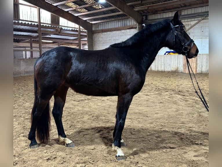 Deutsches Reitpferd Stute 3 Jahre 155 cm Brauner in Nidderau