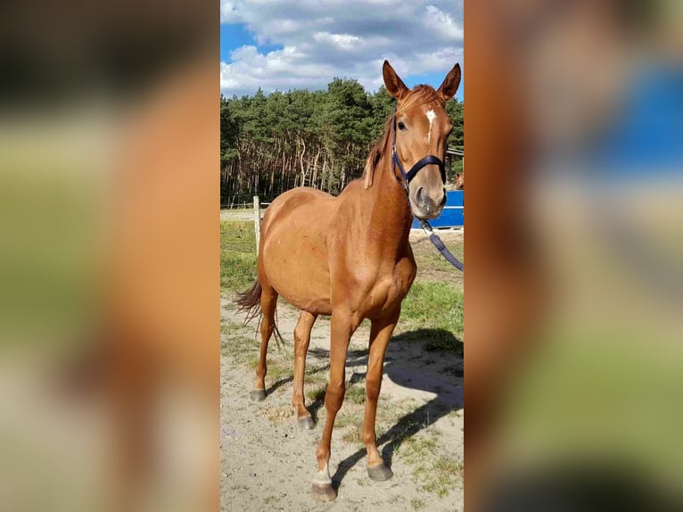 Deutsches Reitpferd Stute 3 Jahre 155 cm Fuchs in Herzberg