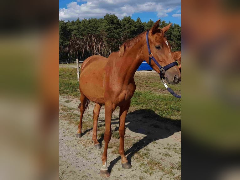 Deutsches Reitpferd Stute 3 Jahre 155 cm Fuchs in Herzberg