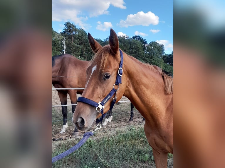 Deutsches Reitpferd Stute 3 Jahre 155 cm Fuchs in Herzberg