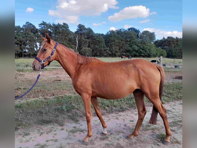 Deutsches Reitpferd Stute 3 Jahre 155 cm Fuchs in Herzberg