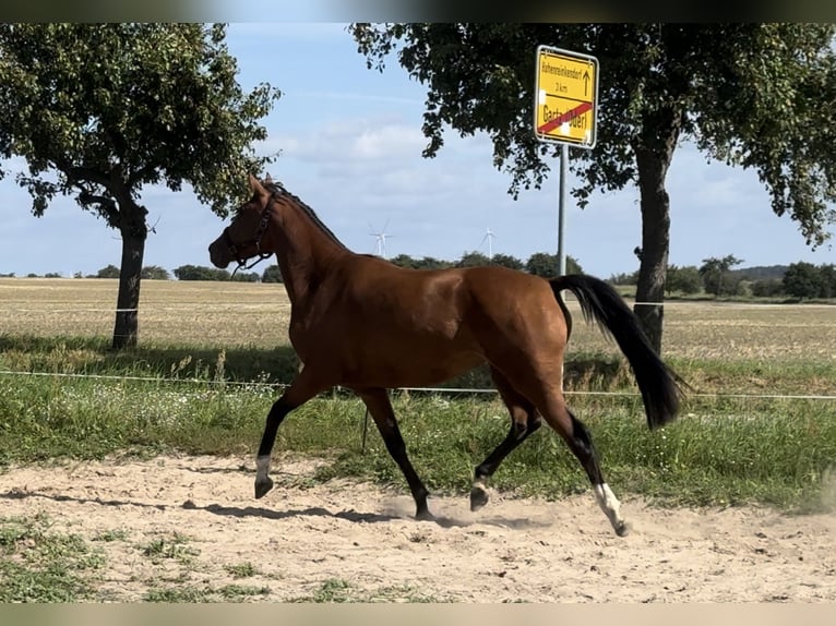 Deutsches Reitpferd Stute 3 Jahre 157 cm Brauner in Gartz/Oder
