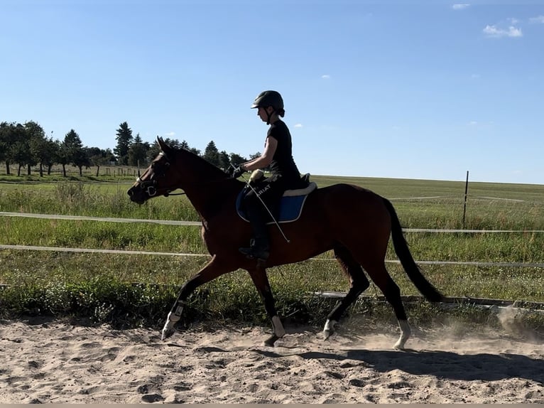 Deutsches Reitpferd Stute 3 Jahre 157 cm Brauner in Gartz/Oder
