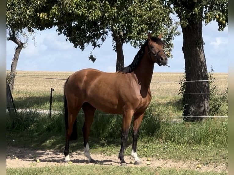 Deutsches Reitpferd Stute 3 Jahre 157 cm Brauner in Gartz/Oder