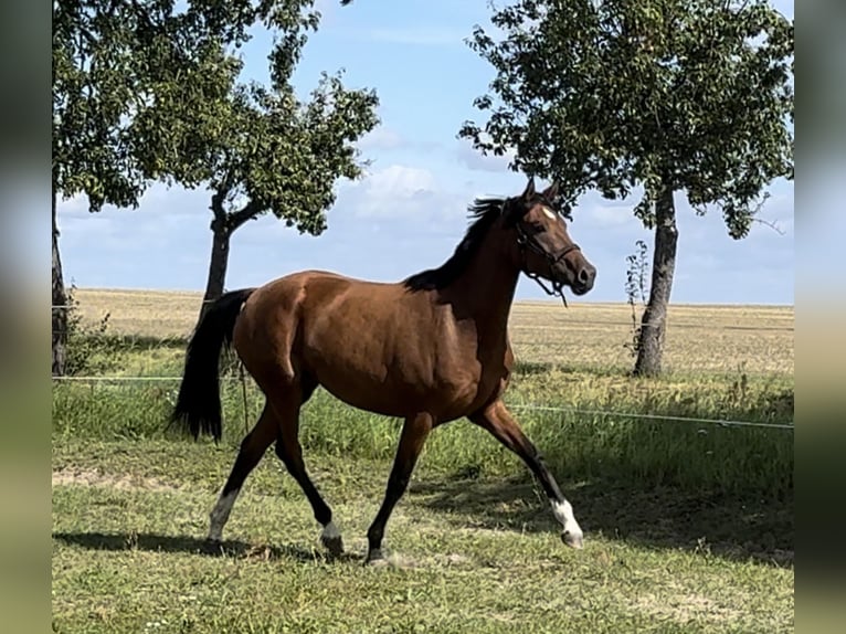 Deutsches Reitpferd Stute 3 Jahre 157 cm Brauner in Gartz/Oder