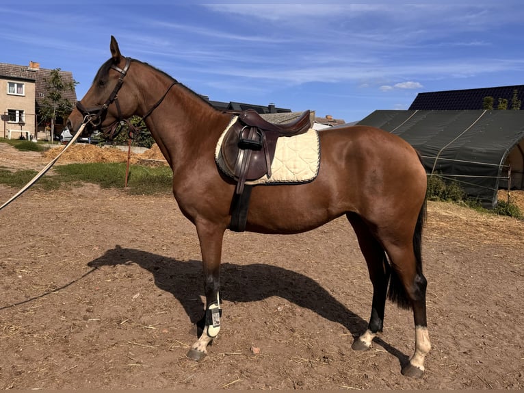 Deutsches Reitpferd Stute 3 Jahre 157 cm Brauner in Gartz/Oder