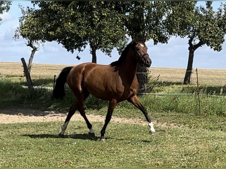 Deutsches Reitpferd Stute 3 Jahre 157 cm Brauner in Gartz/Oder