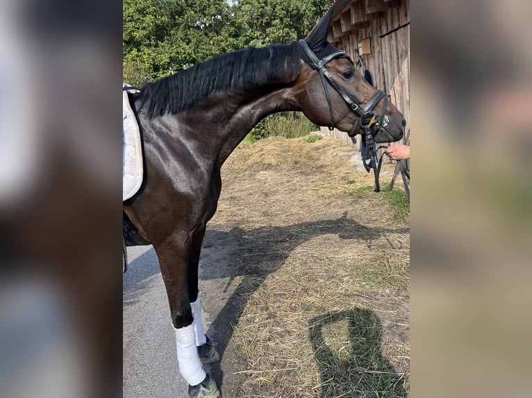 Deutsches Reitpferd Stute 3 Jahre 160 cm Dunkelbrauner in Warendorf