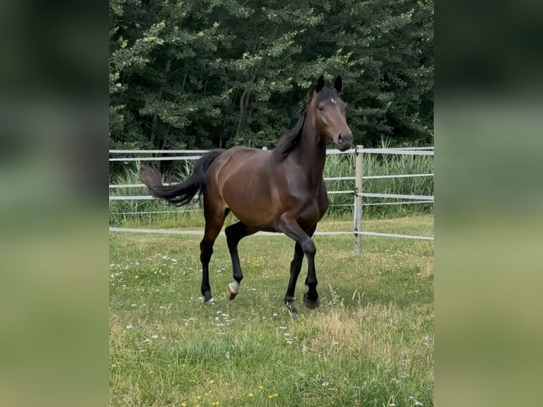Deutsches Reitpferd Stute 3 Jahre 160 cm Dunkelbrauner in Rheine
