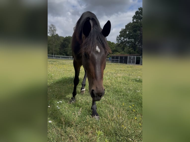 Deutsches Reitpferd Stute 3 Jahre 160 cm Dunkelbrauner in Rheine