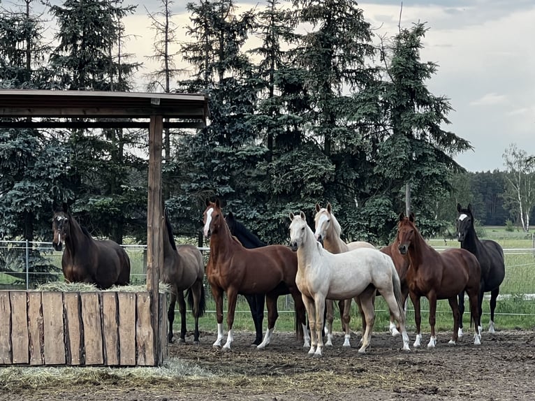 Deutsches Reitpferd Stute 3 Jahre 160 cm Palomino in TrebbusDoberlug Kirchhain
