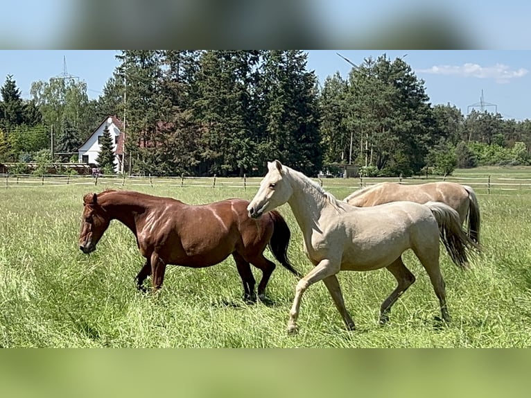 Deutsches Reitpferd Stute 3 Jahre 160 cm Palomino in TrebbusDoberlug Kirchhain