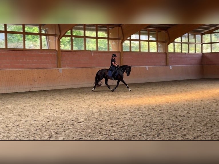 Deutsches Reitpferd Stute 3 Jahre 160 cm Rappe in Reichshof