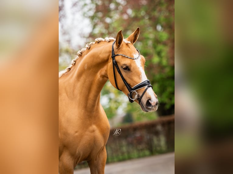 Deutsches Reitpferd Stute 3 Jahre 161 cm Palomino in Bemmel