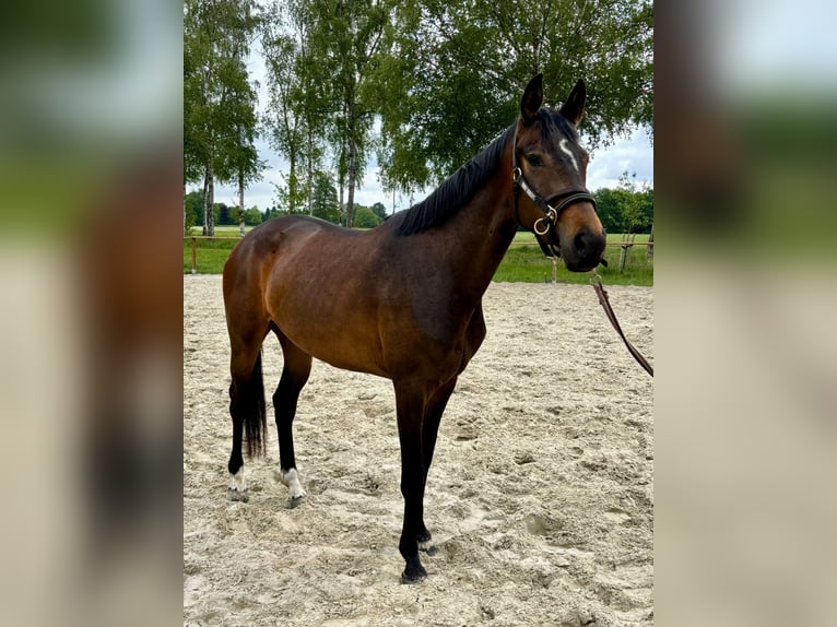 Deutsches Reitpferd Stute 3 Jahre 162 cm Brauner in Gütersloh