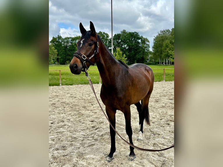 Deutsches Reitpferd Stute 3 Jahre 162 cm Brauner in Gütersloh