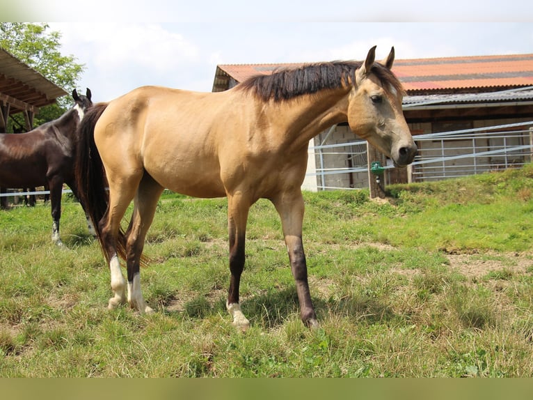 Deutsches Reitpferd Stute 3 Jahre 162 cm Buckskin in Bergland