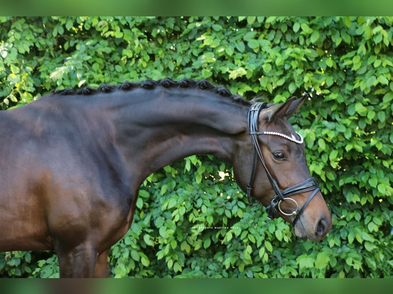 Deutsches Reitpferd Stute 3 Jahre 163 cm Brauner in Recke, bei Osnabr&#xFC;ck