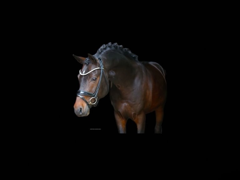 Deutsches Reitpferd Stute 3 Jahre 163 cm Brauner in Recke, bei Osnabr&#xFC;ck