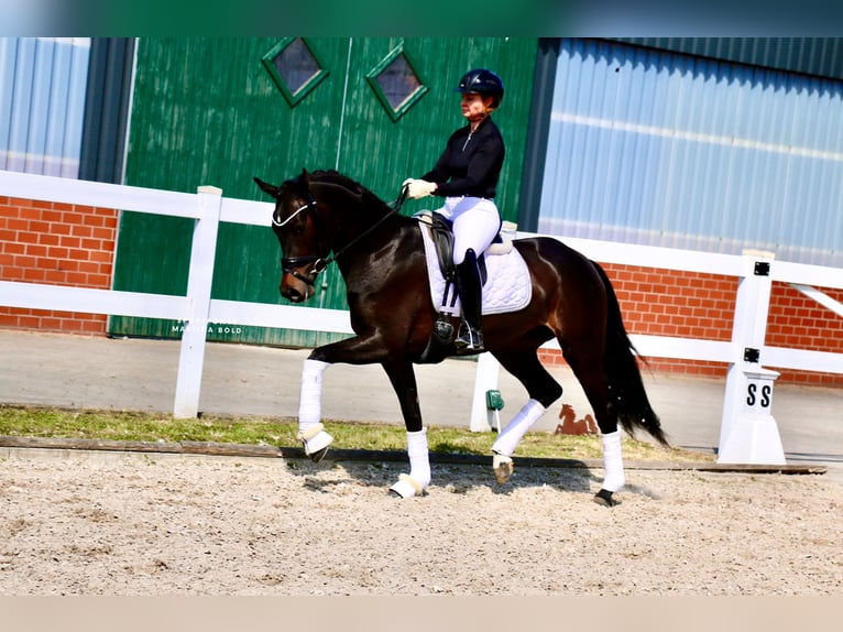 Deutsches Reitpferd Stute 3 Jahre 163 cm Brauner in Recke, bei Osnabr&#xFC;ck