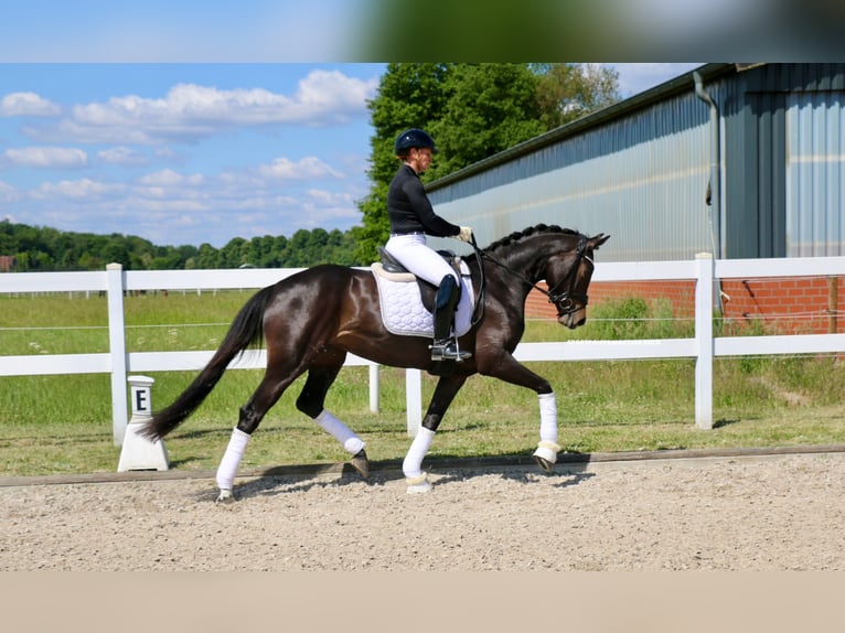 Deutsches Reitpferd Stute 3 Jahre 163 cm Brauner in Recke, bei Osnabr&#xFC;ck