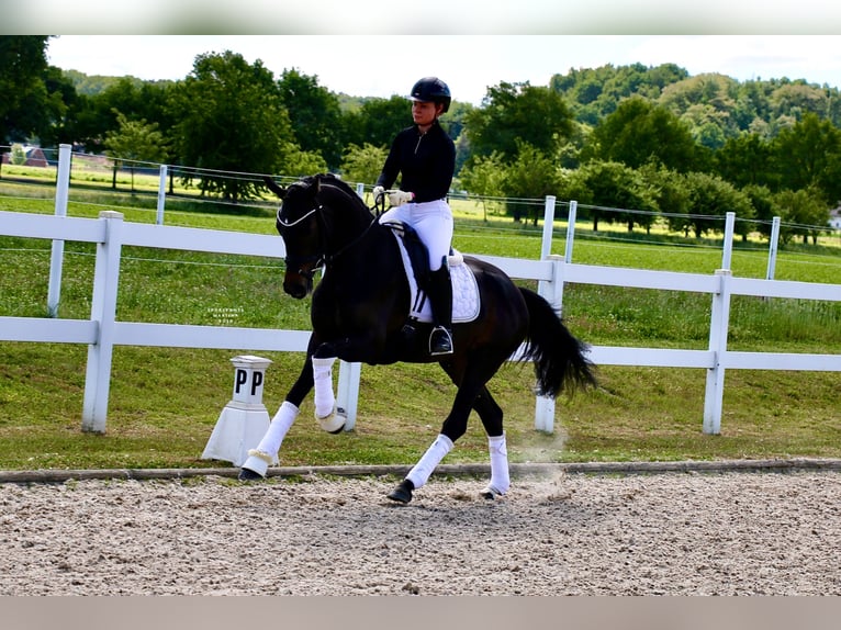 Deutsches Reitpferd Stute 3 Jahre 163 cm Brauner in Recke, bei Osnabr&#xFC;ck