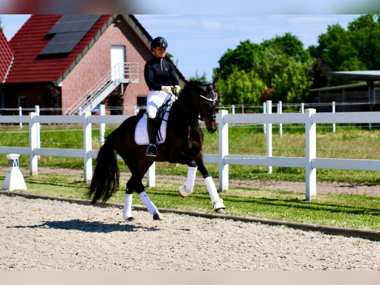 Deutsches Reitpferd Stute 3 Jahre 163 cm Brauner in Recke, bei Osnabr&#xFC;ck